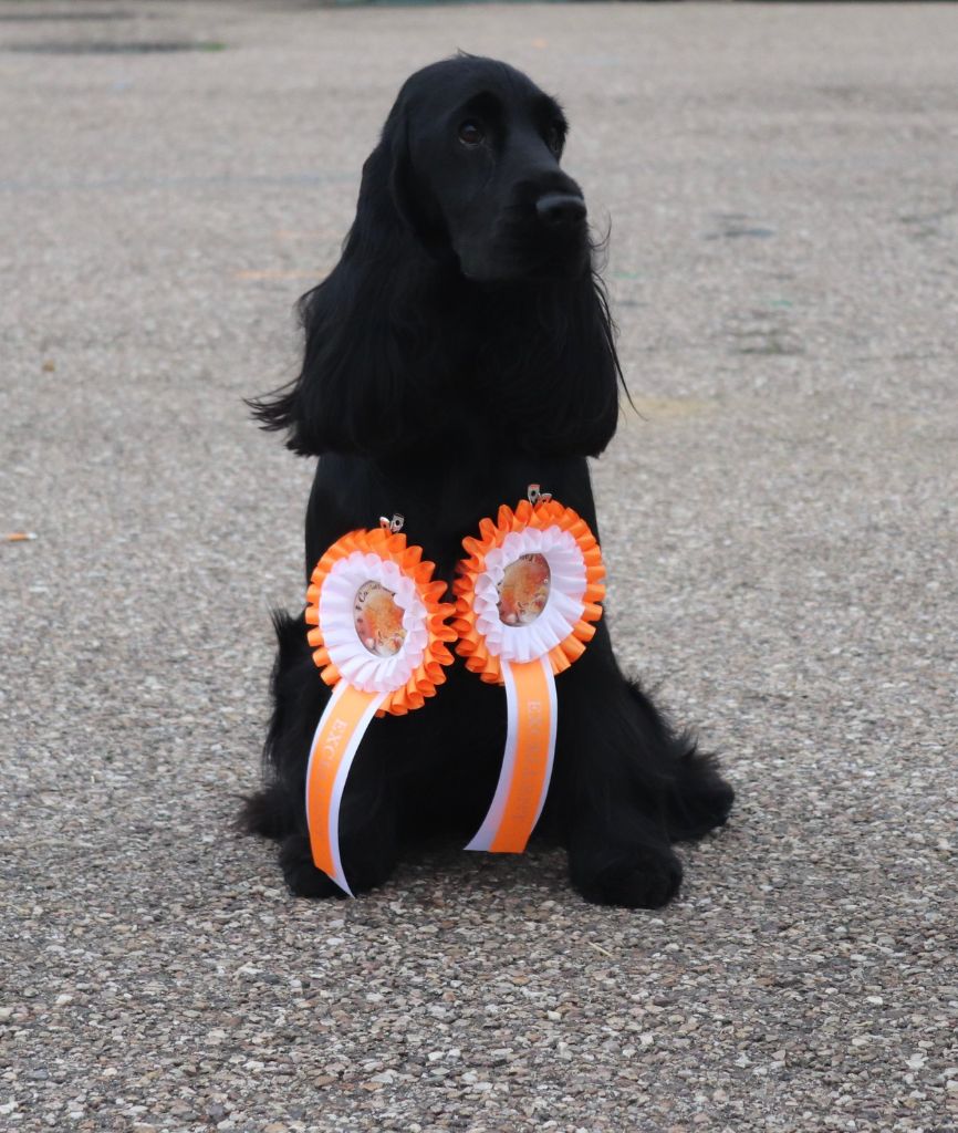 Les Cocker Spaniel Anglais de l'affixe Du Mas Destiny