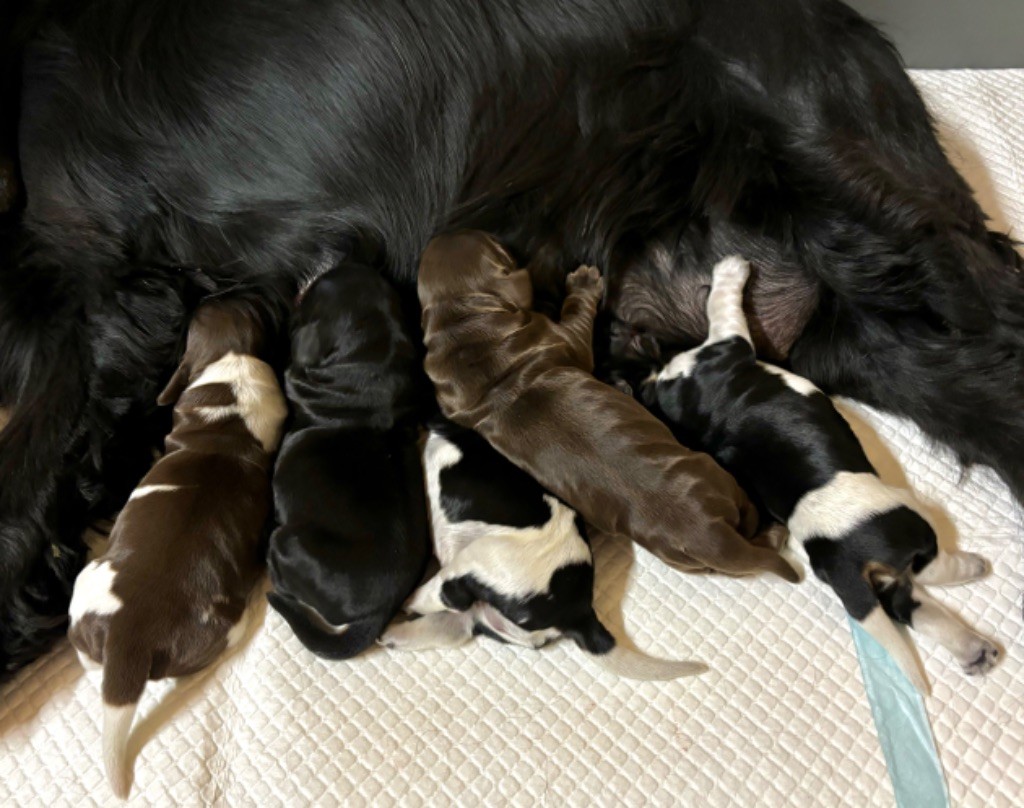 chiot Cocker Spaniel Anglais Du Mas Destiny