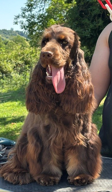 Vahiné Du Mas Destiny