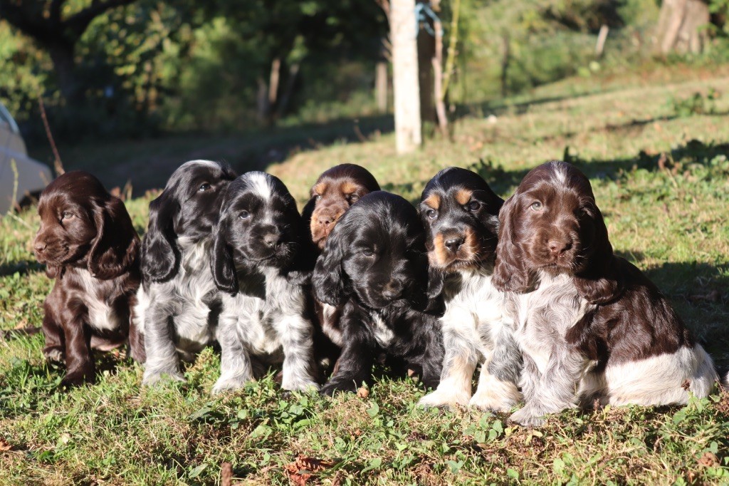 Du Mas Destiny - Cocker Spaniel Anglais - Portée née le 14/07/2025