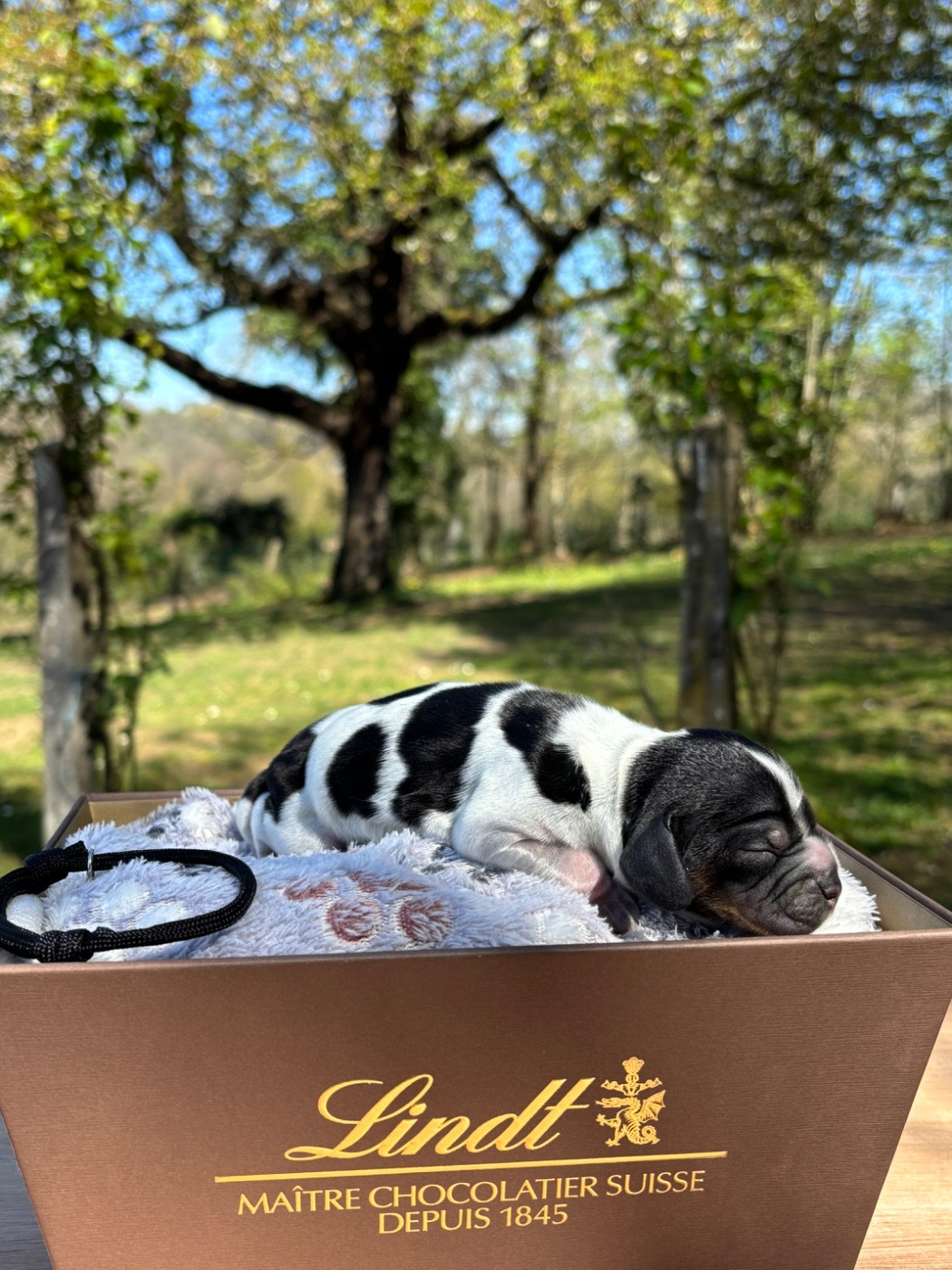 Du Mas Destiny - Chiots disponibles - Cocker Spaniel Anglais