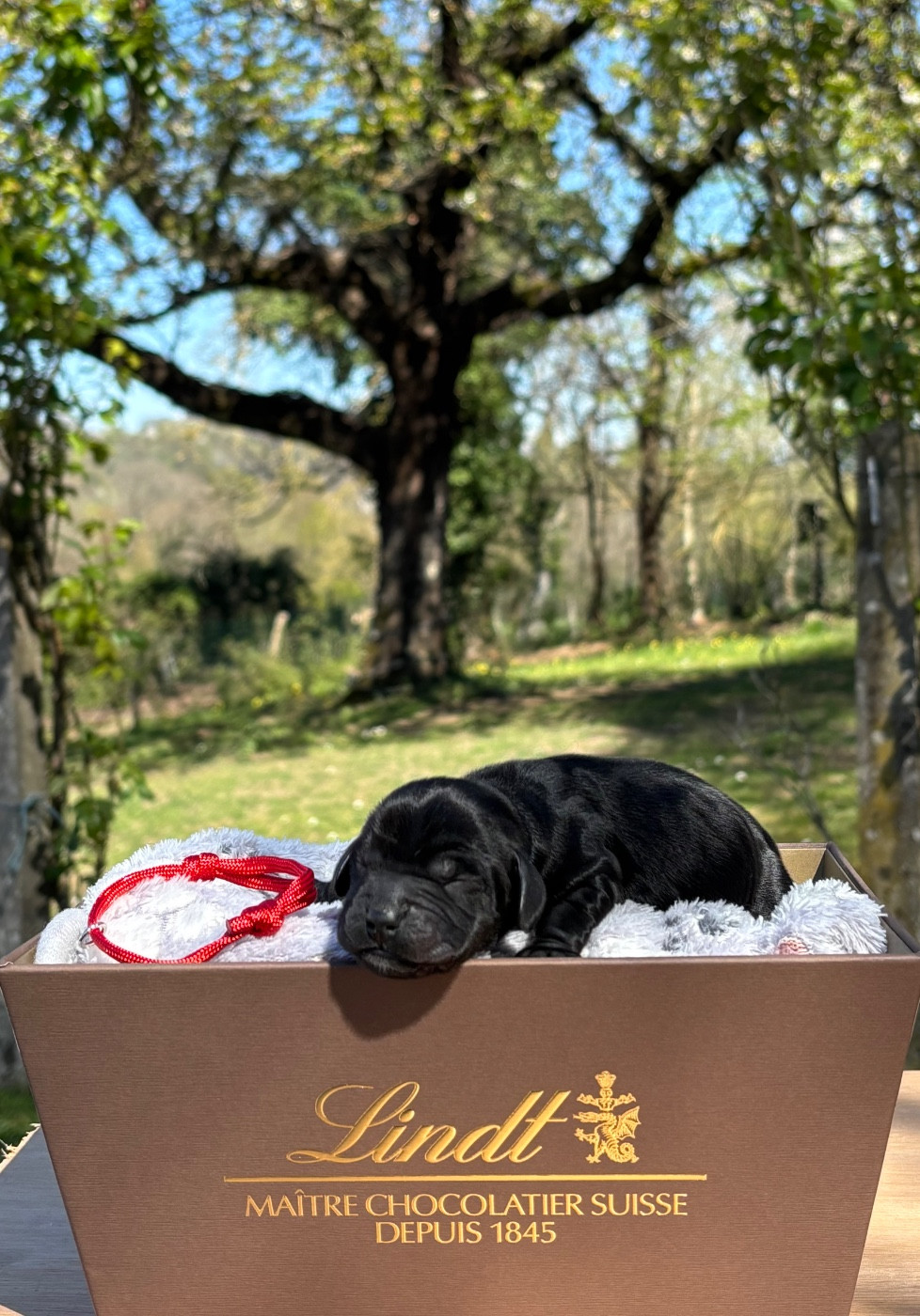 Du Mas Destiny - Chiots disponibles - Cocker Spaniel Anglais