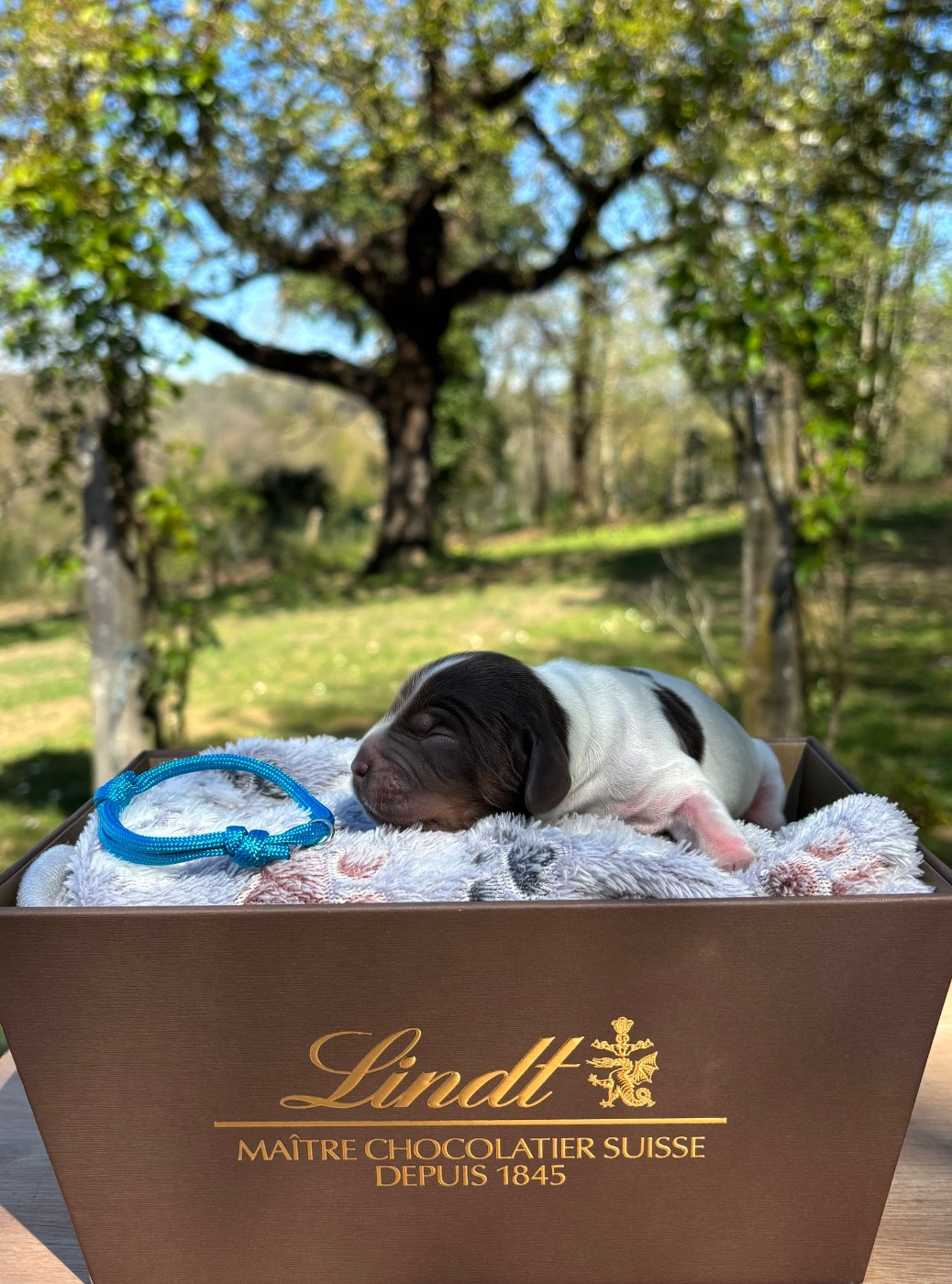 Du Mas Destiny - Chiots disponibles - Cocker Spaniel Anglais