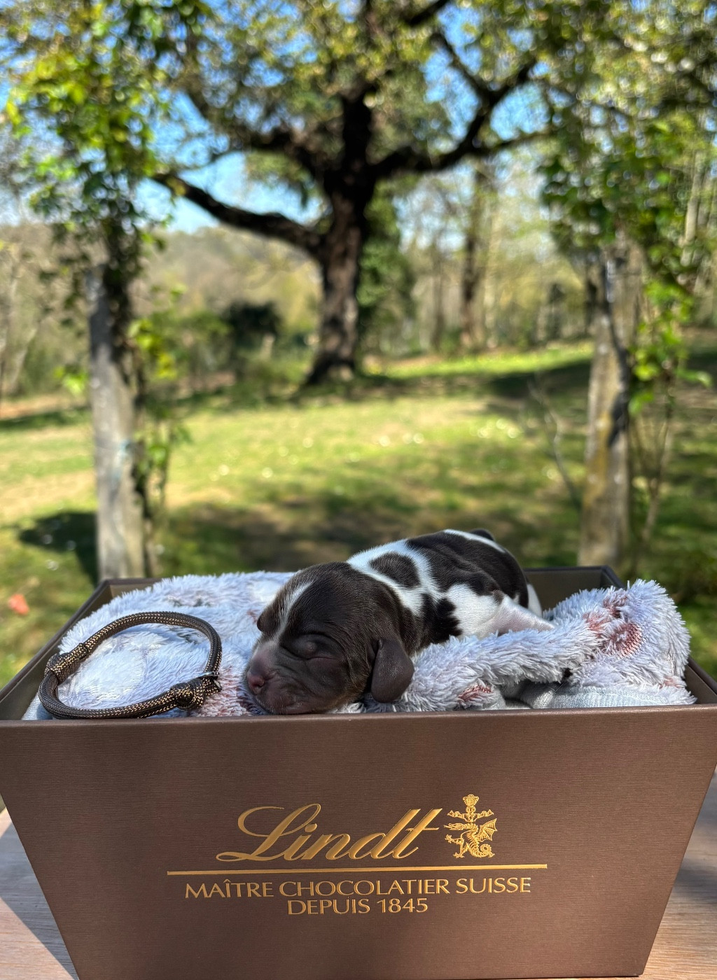 Du Mas Destiny - Chiots disponibles - Cocker Spaniel Anglais