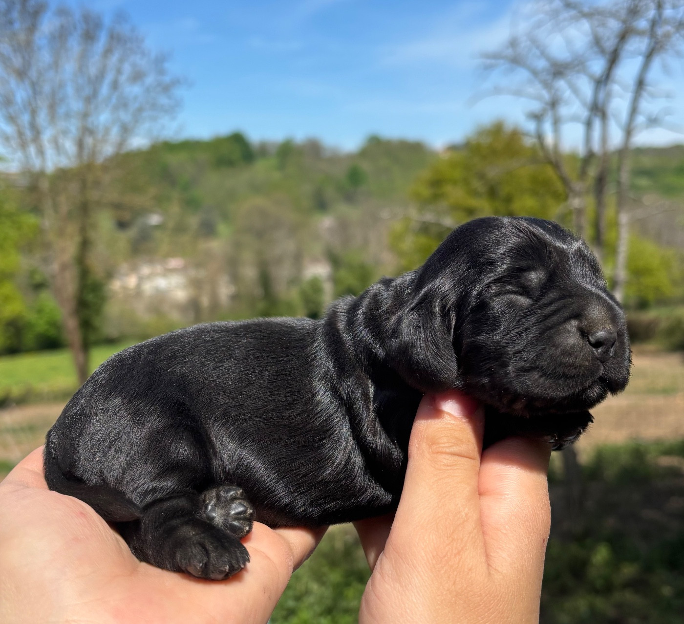 Du Mas Destiny - Chiots disponibles - Cocker Spaniel Anglais
