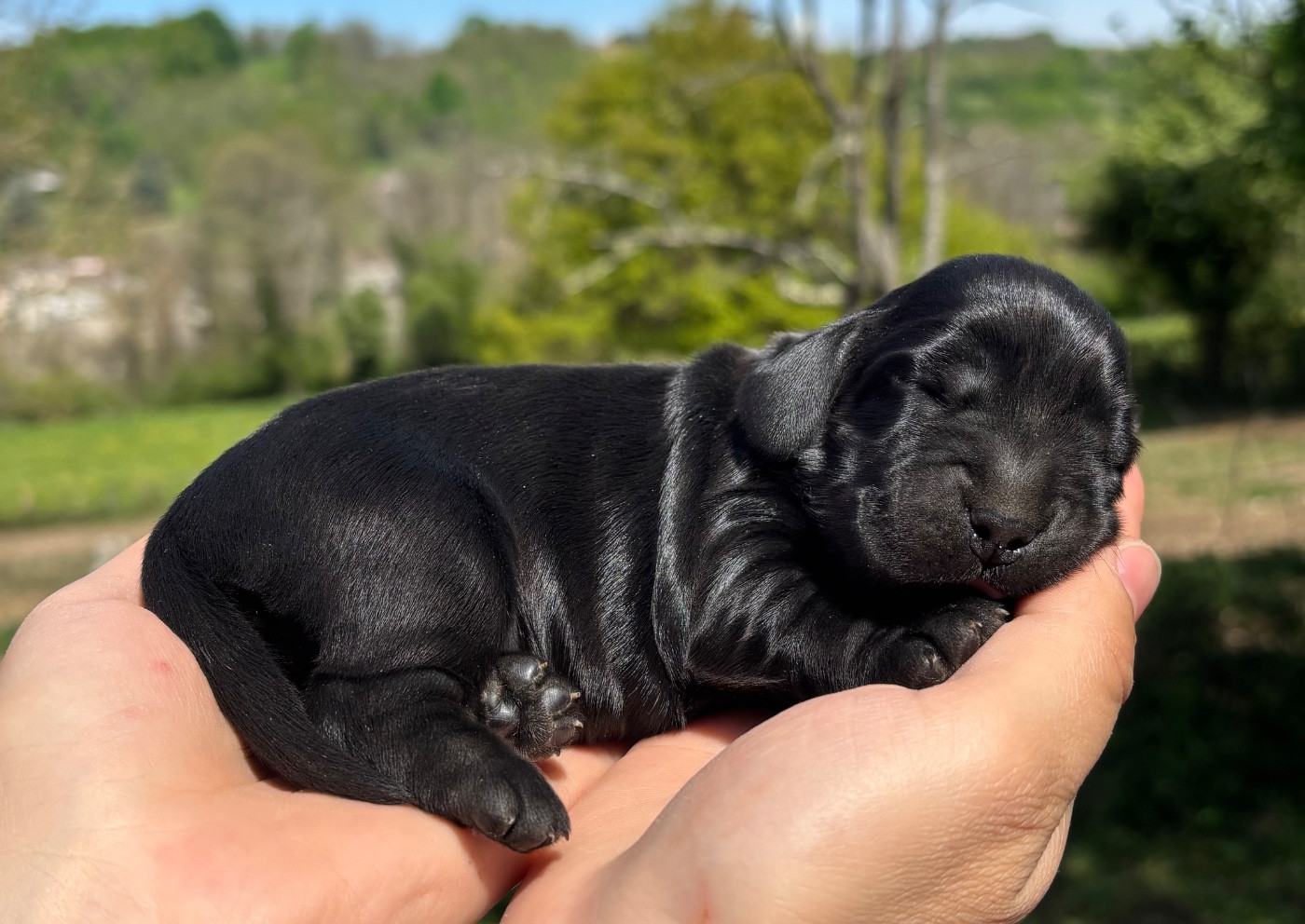 Du Mas Destiny - Chiots disponibles - Cocker Spaniel Anglais