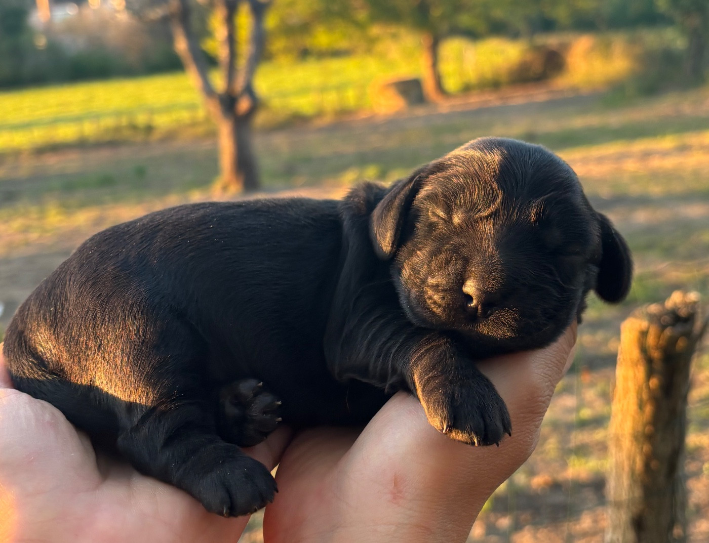 Du Mas Destiny - Chiots disponibles - Cocker Spaniel Anglais