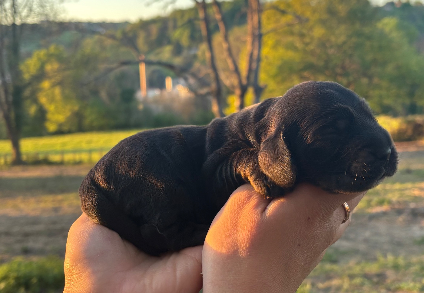 Du Mas Destiny - Chiots disponibles - Cocker Spaniel Anglais