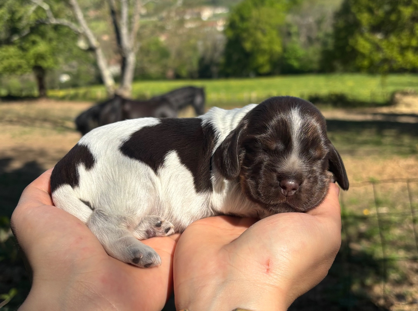 Du Mas Destiny - Chiots disponibles - Cocker Spaniel Anglais