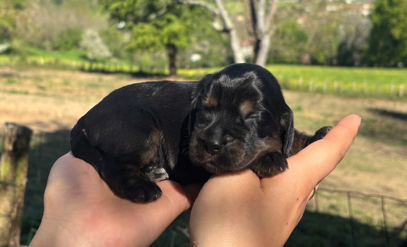 Du Mas Destiny - Chiots disponibles - Cocker Spaniel Anglais