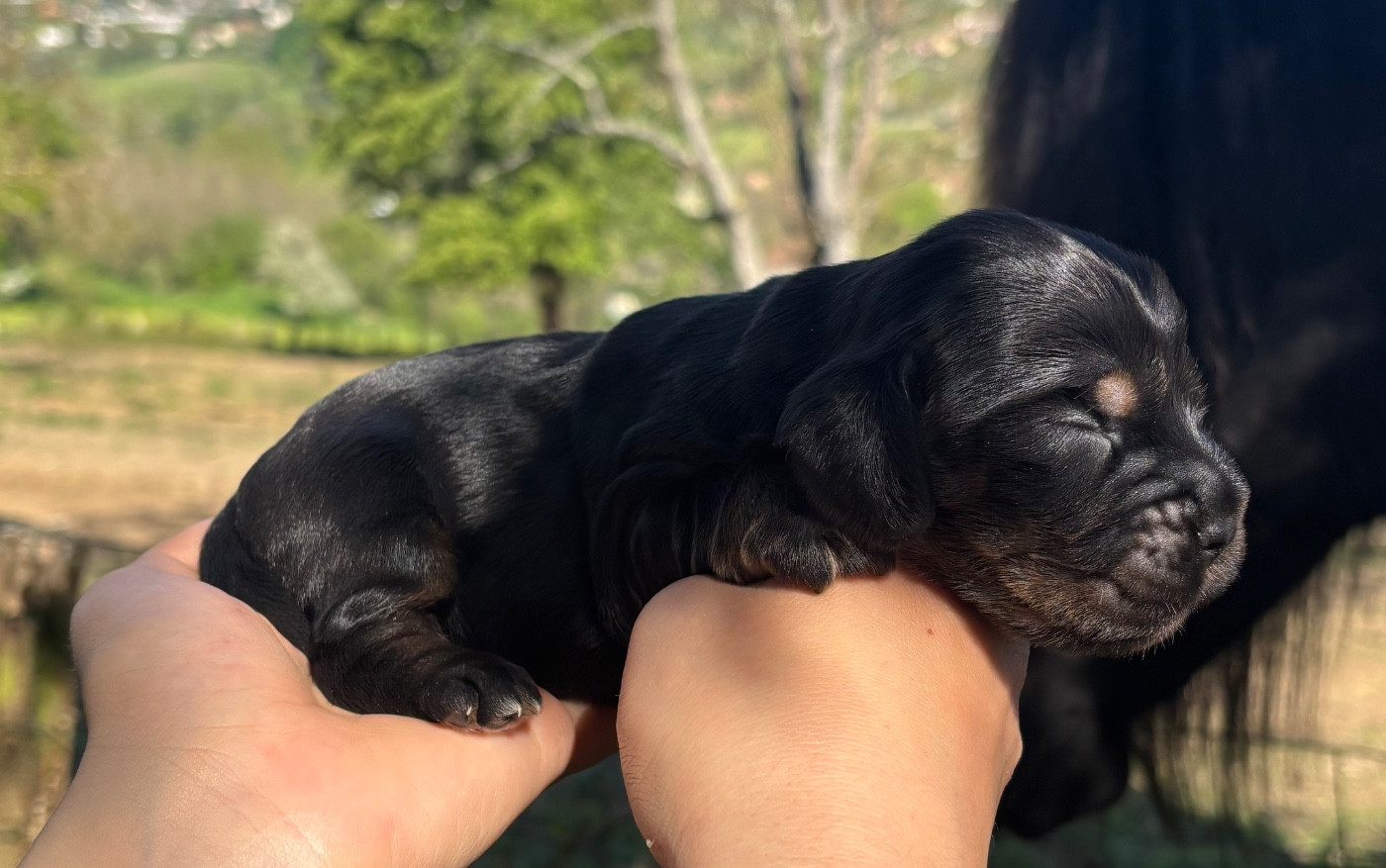 Du Mas Destiny - Chiots disponibles - Cocker Spaniel Anglais