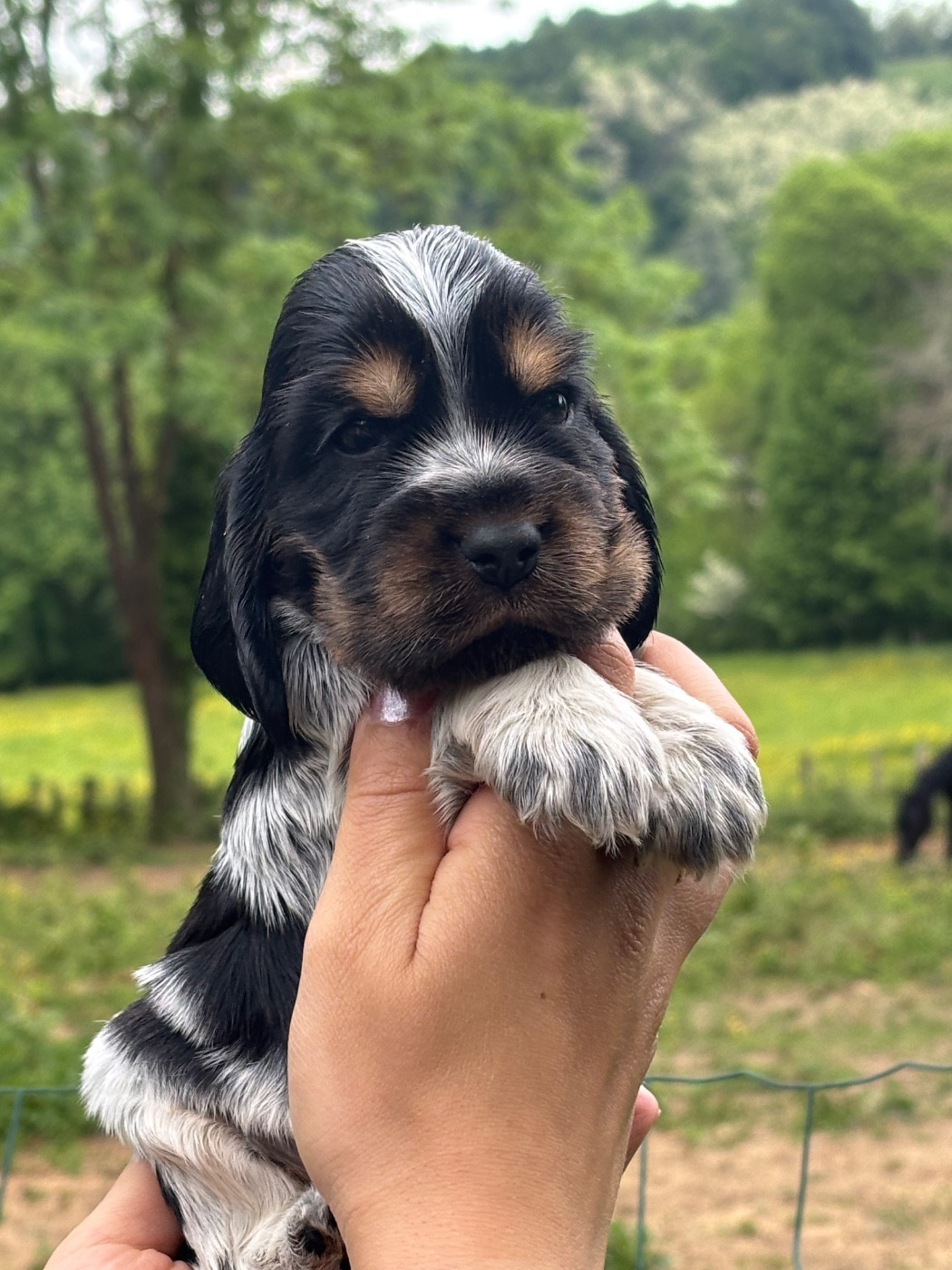 Du Mas Destiny - Chiots disponibles - Cocker Spaniel Anglais