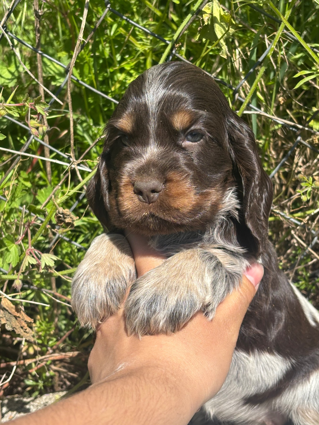 Du Mas Destiny - Chiots disponibles - Cocker Spaniel Anglais