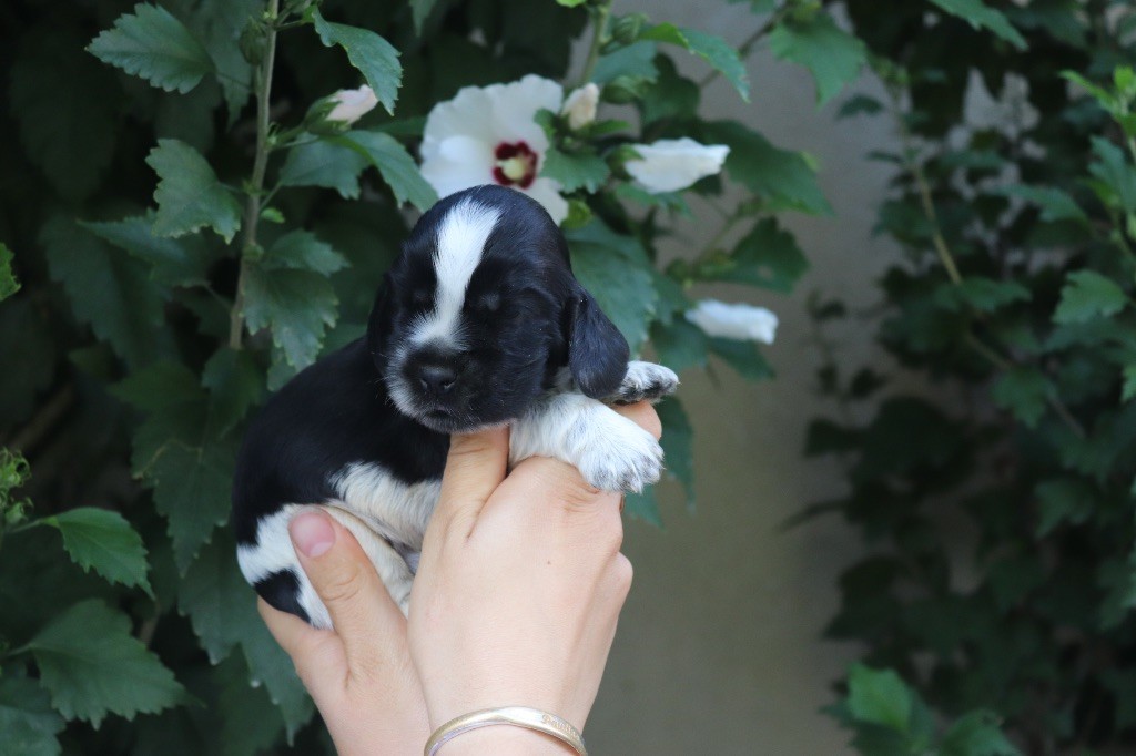 Du Mas Destiny - Chiots disponibles - Cocker Spaniel Anglais