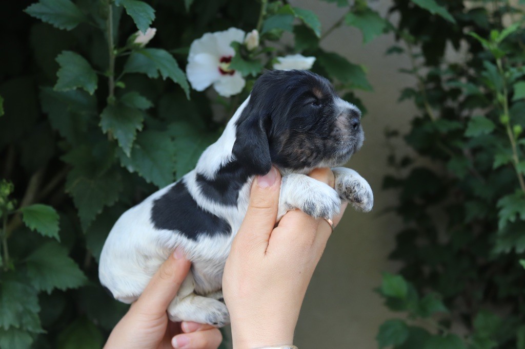 Du Mas Destiny - Chiots disponibles - Cocker Spaniel Anglais