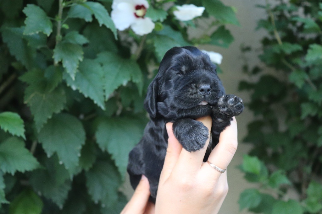 Du Mas Destiny - Chiots disponibles - Cocker Spaniel Anglais