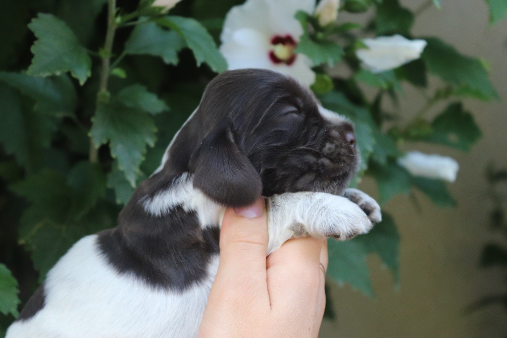 Du Mas Destiny - Chiots disponibles - Cocker Spaniel Anglais