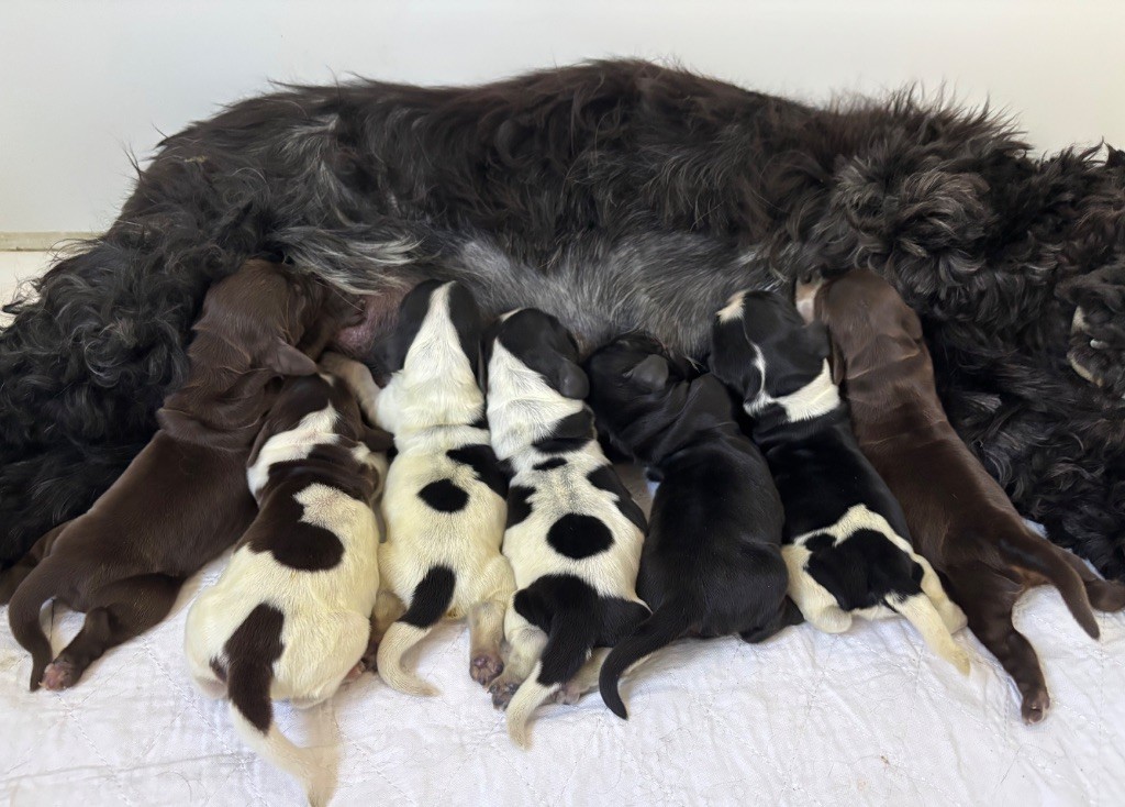 Du Mas Destiny - Chiots disponibles - Cocker Spaniel Anglais