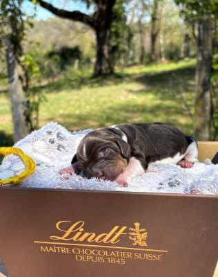 CHIOT tricolore chocolat