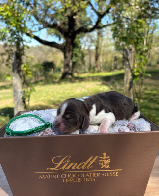 CHIOT tricolore chocolat