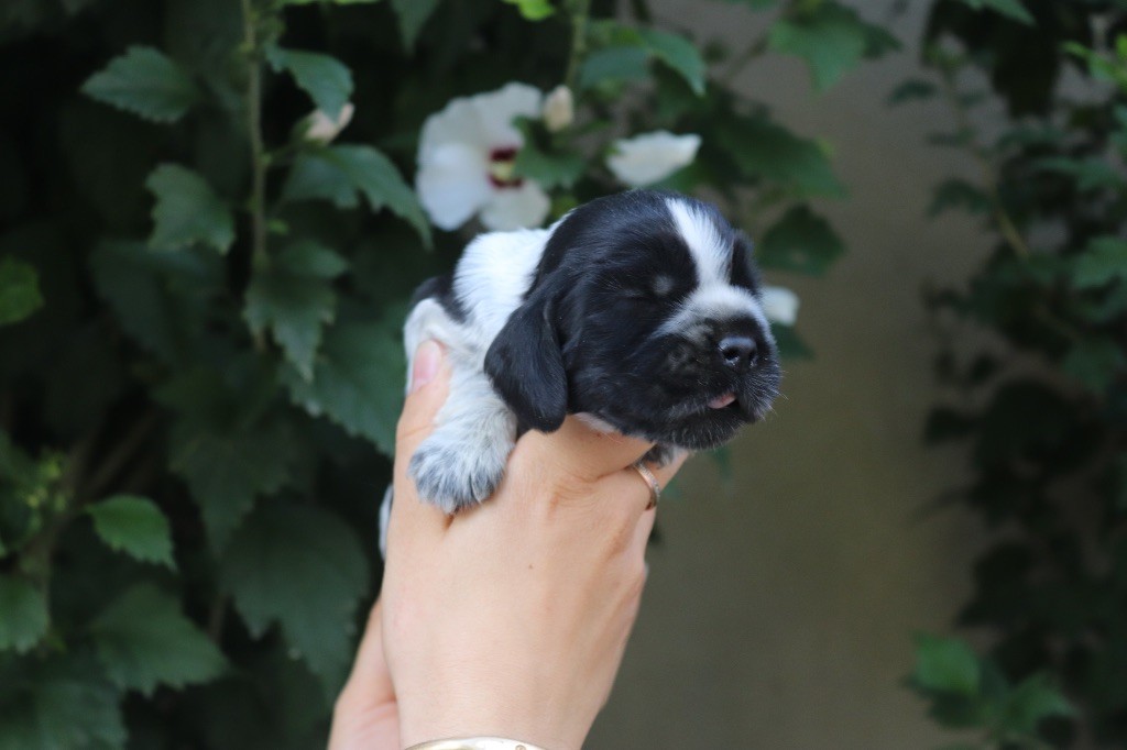 Du Mas Destiny - Chiots disponibles - Cocker Spaniel Anglais
