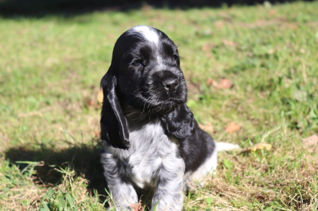 Du Mas Destiny - Chiots disponibles - Cocker Spaniel Anglais